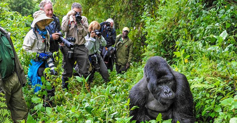 9D Across Rwanda - Nyungwe - Volcanoes - Akagera Experience Tour Image