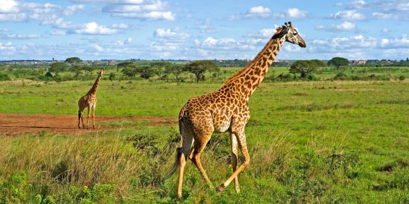 6 Days Of Thrilling Safari Expeditions Tour Image