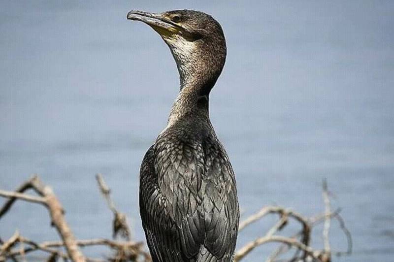 Half Day Tour Bird Watching Adventure