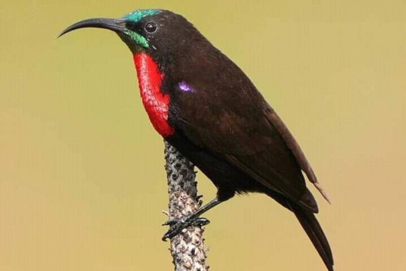 Half Day Tour Bird Watching Adventure