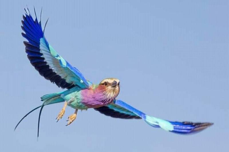 Half Day Tour Bird Watching Adventure