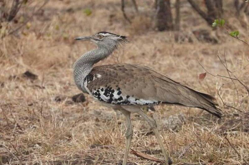 Half Day Tour Bird Watching Adventure