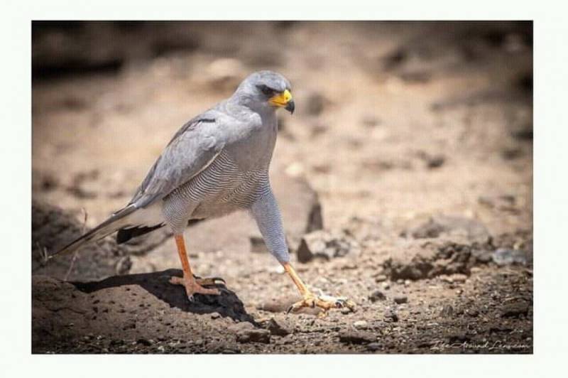 Half Day Tour Bird Watching Adventure