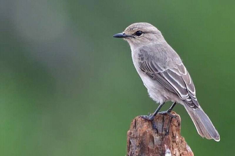 Half Day Tour Bird Watching Adventure