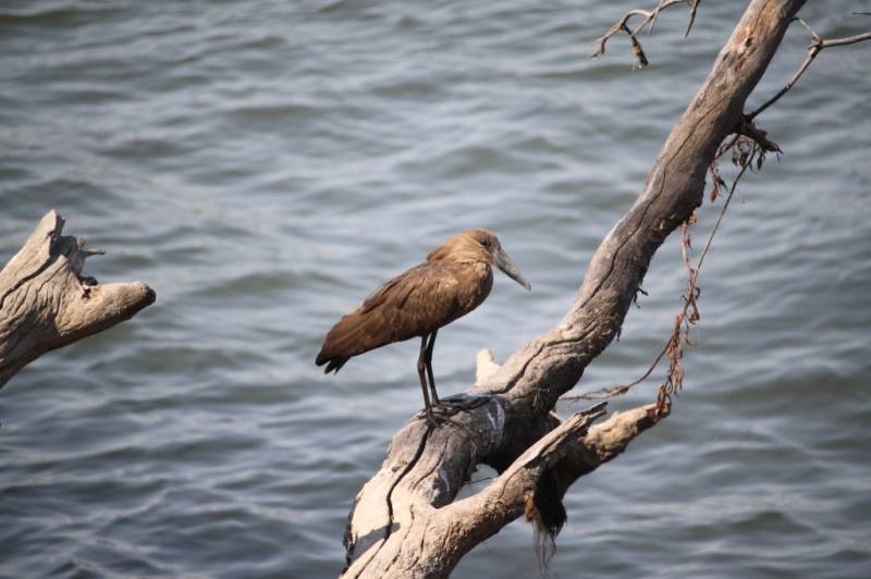 Half Day Tour Bird Watching Adventure