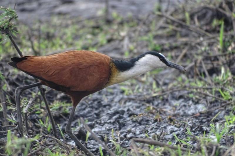 Half Day Tour Bird Watching Adventure