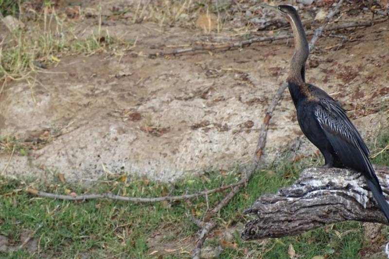 Half Day Tour Bird Watching Adventure