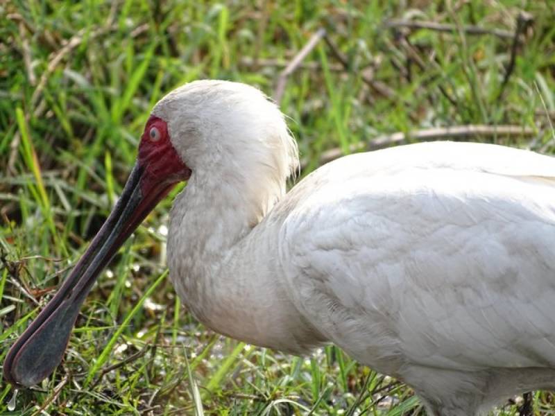 Half Day Tour Bird Watching Adventure
