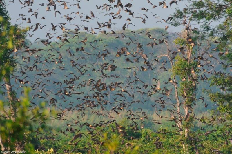 4 Nights 5 Days Explore Kasanka National Park Safari Tour