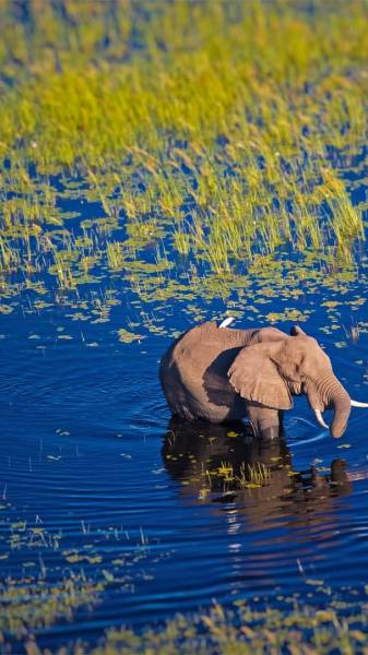 Livingstone and Chobe Explorer 3 Days Image