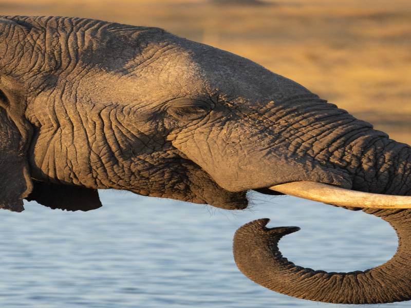 Explore Lusaka National Park Day trip