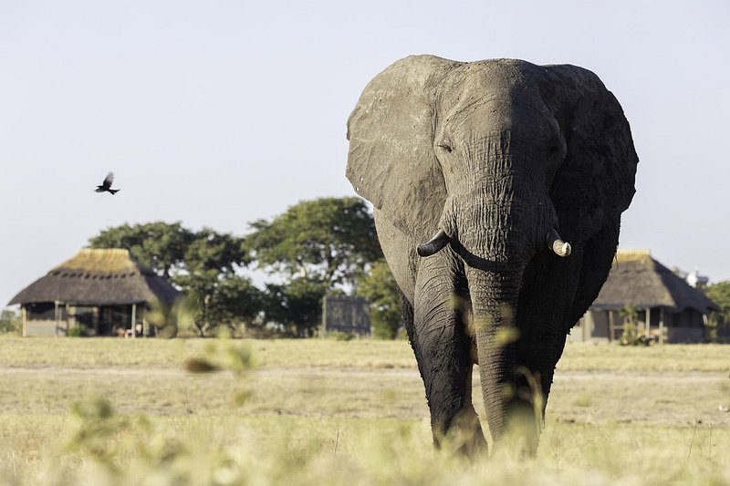 3D 2N Hwange and Victoria Falls Safari Tour