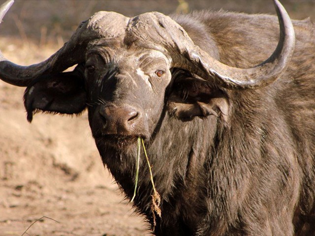 3D 2N Hwange and Victoria Falls Safari Tour