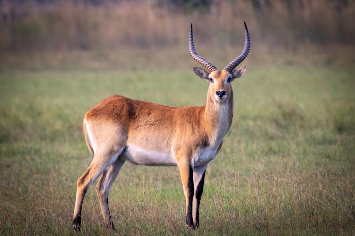 2n 3d Lusaka To Busanga Plains (Kafue National Park)