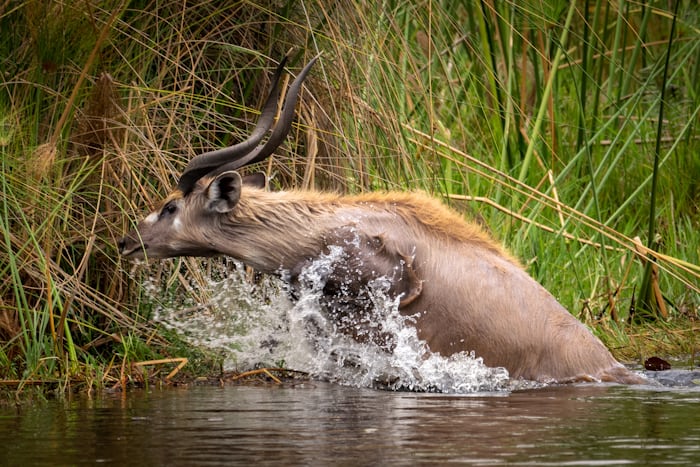 2n 3d Lusaka to Busanga Plains (Kafue National Park)