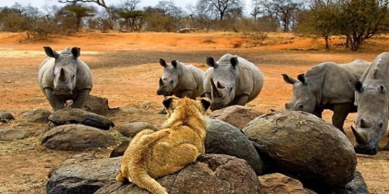 2n 3d Lusaka to Busanga Plains (Kafue National Park)