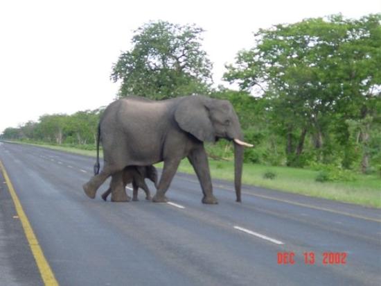 0 N 1 D Chobe Day Trip To Botswana