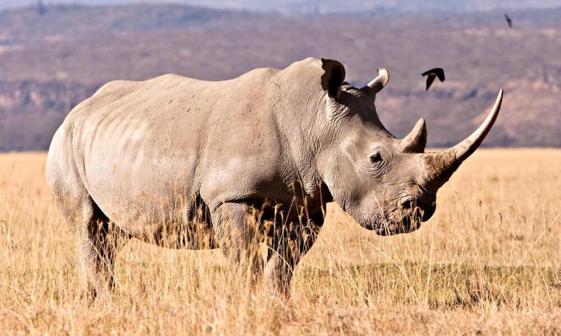0 N 1d White Rhino Safari Tour in Mosi Oa Tunya N. P