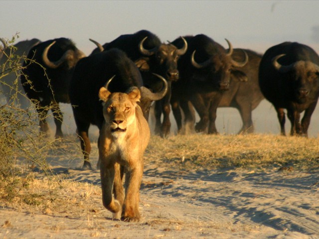 7N 8D Exciting Zambia, Zimbabwe  and Botswana Adventure Tour