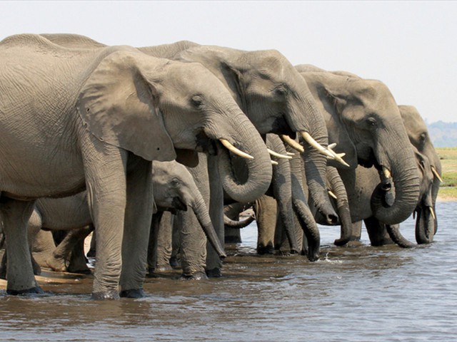 2N 3D Days Lower Zambezi Safari