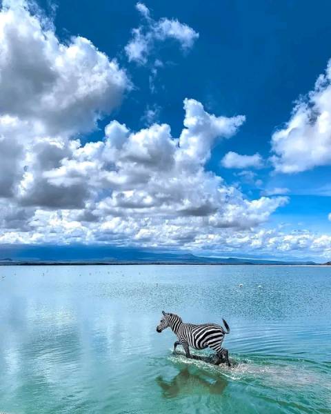 0N1D Game Drive and Sunset Boat Cruise Tour