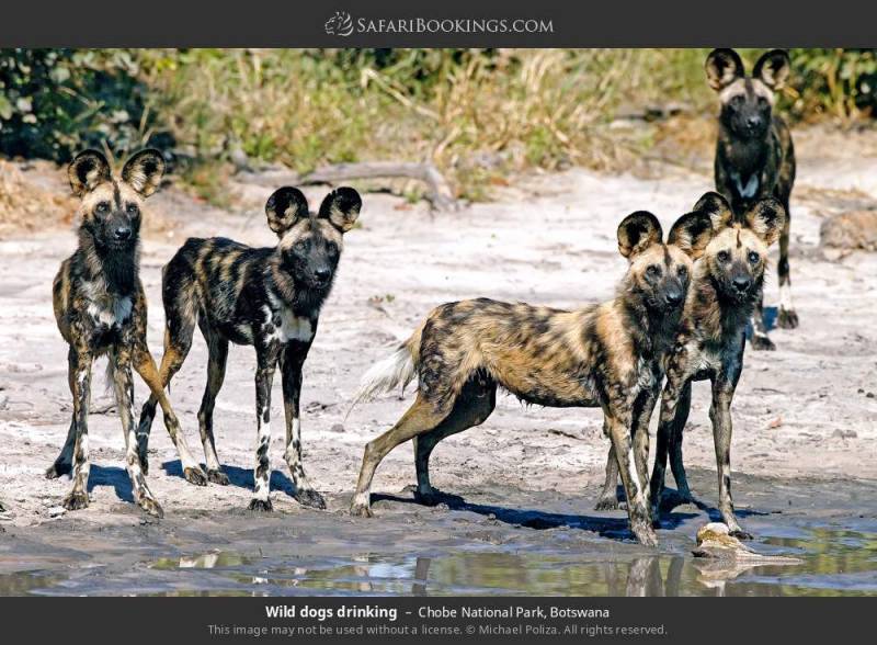 5N /6D Maun to Okavango Delta Adventure