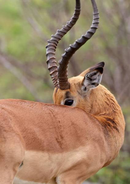 2 Nights/3 Days Hwange N/p Safari and Victoria Falls Tour