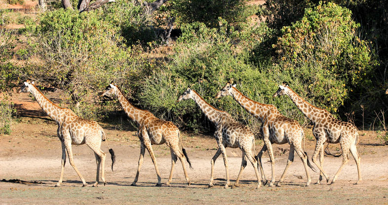2 Nights/3 Days Hwange N/p Safari and Victoria Falls Tour
