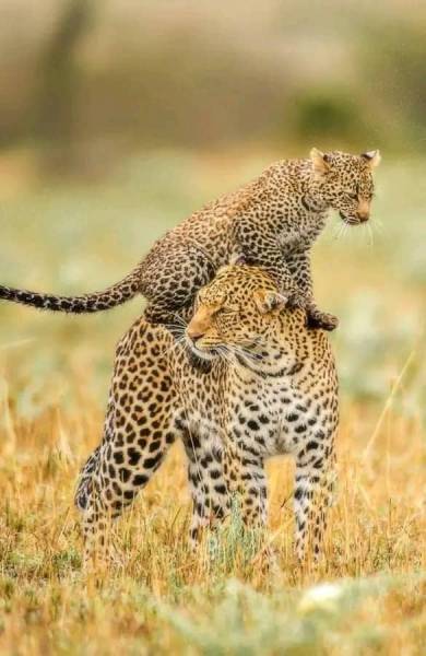 2 Nights/3 Days Hwange N/p Safari and Victoria Falls Tour