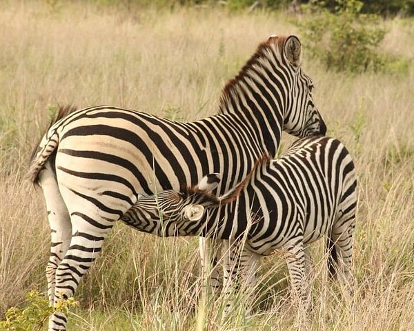 2 Nights/3 Days Hwange N/p Safari and Victoria Falls Tour Image