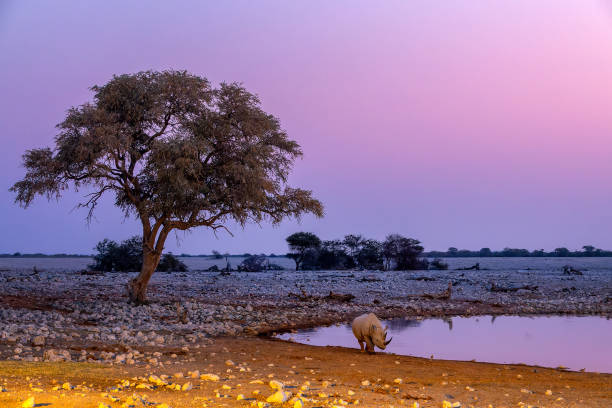 0 Night/ 1 Day Chobe Day Trip In Botswana