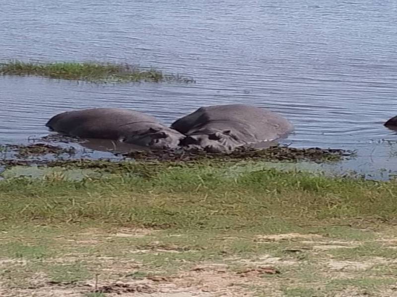 0 Night/ 1 Day Chobe Day Trip in Botswana