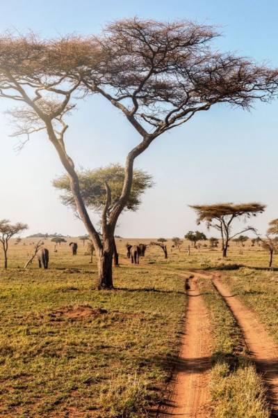 0 Night/ 1 Day Chobe Day Trip in Botswana