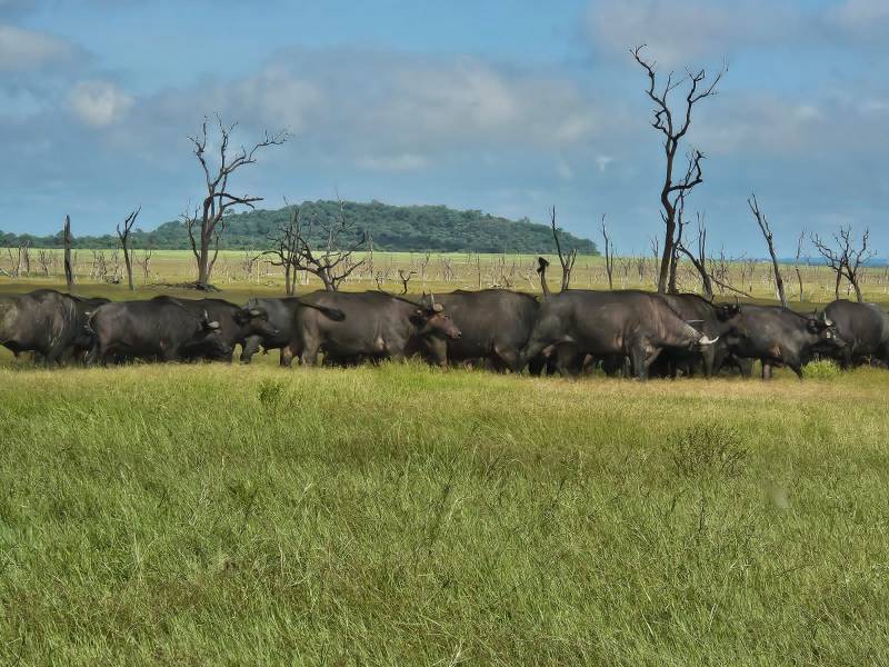 2N 3D Days Lower Zambezi Safari