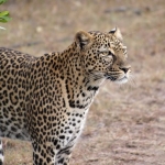 5 Days Masai Mara Tour Image