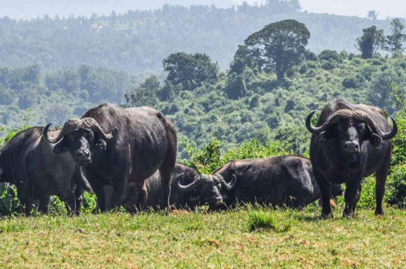 6 Days Nakuru Masai Mara Tour