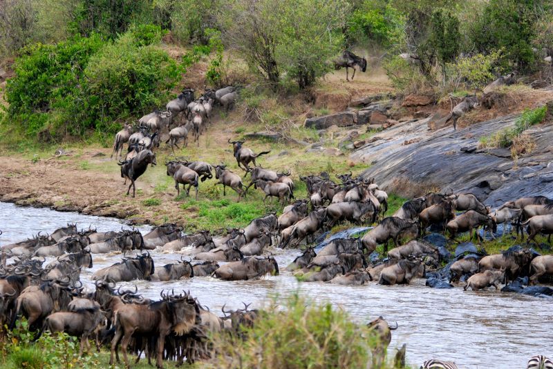 6 Days Nakuru Masai Mara Tour Image