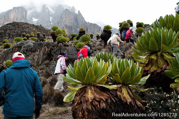 6 Days Mt. Kenya Trekking Sirimon - Chogoria