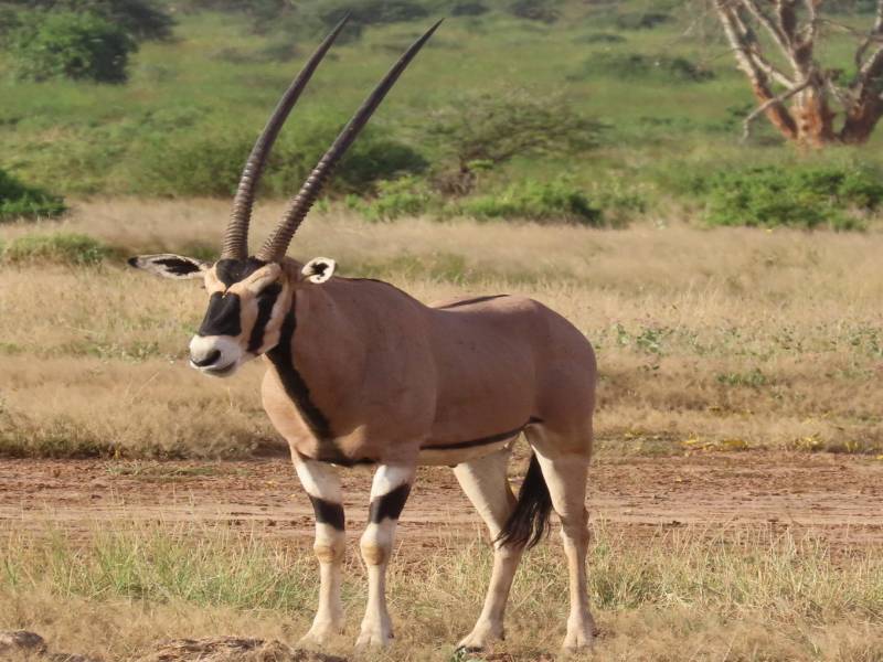 5 Days Masai Mara Tour