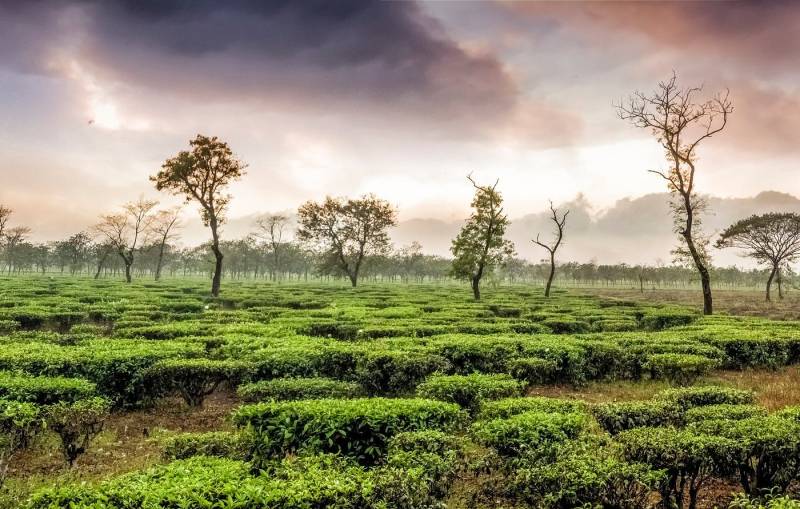 Darjeeling Tour - Queen Of Hills 3 Nights - 4 Days