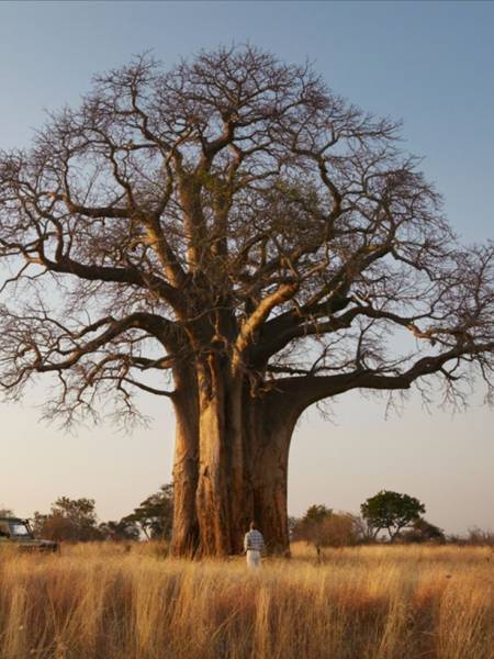 3-Day Fly -in Safari To Manyara, Tarangire & Ngorongoro