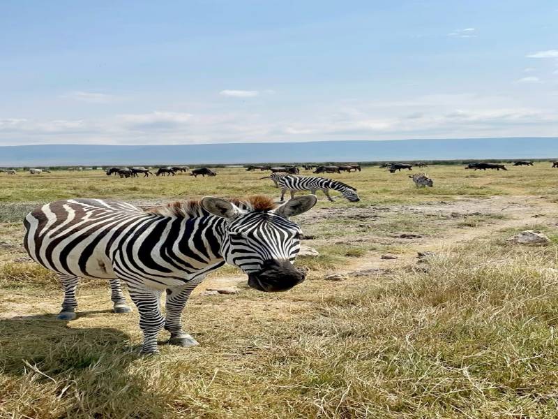 9-Day Serengeti Migration Camp