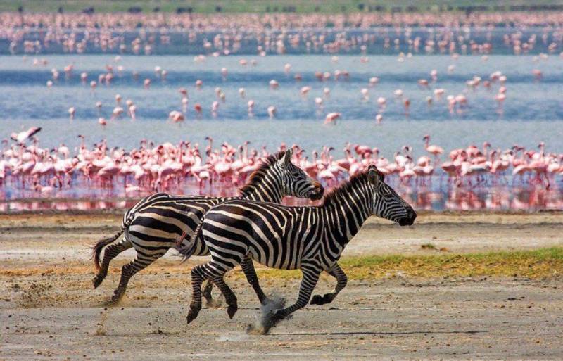 9-Day Serengeti Migration Camp