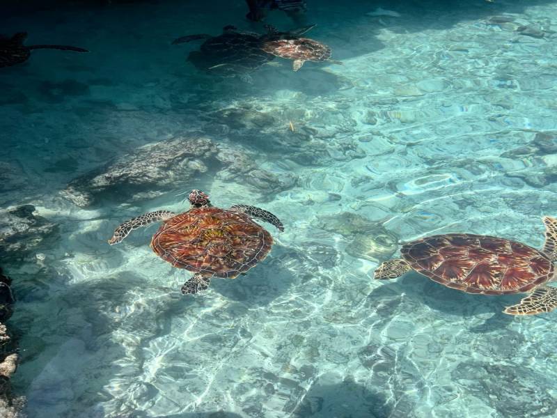 8-Day Zanzibar Island & Serengeti National Park