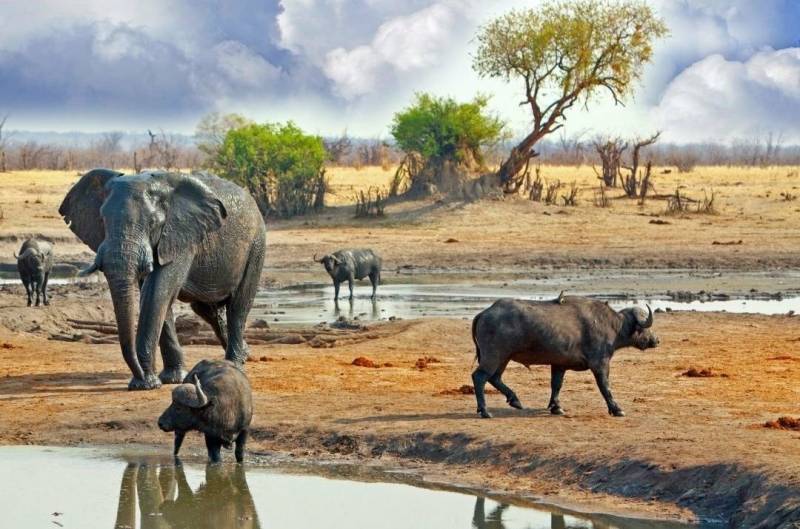 7-Day Luxury Safari to Amazing Four National Park