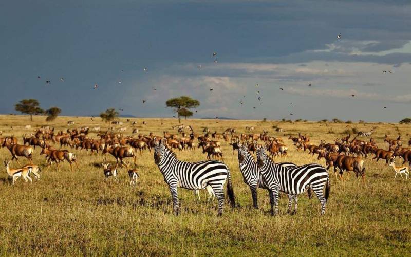 5-Day South Serengeti NP And Ngorongoro Crater