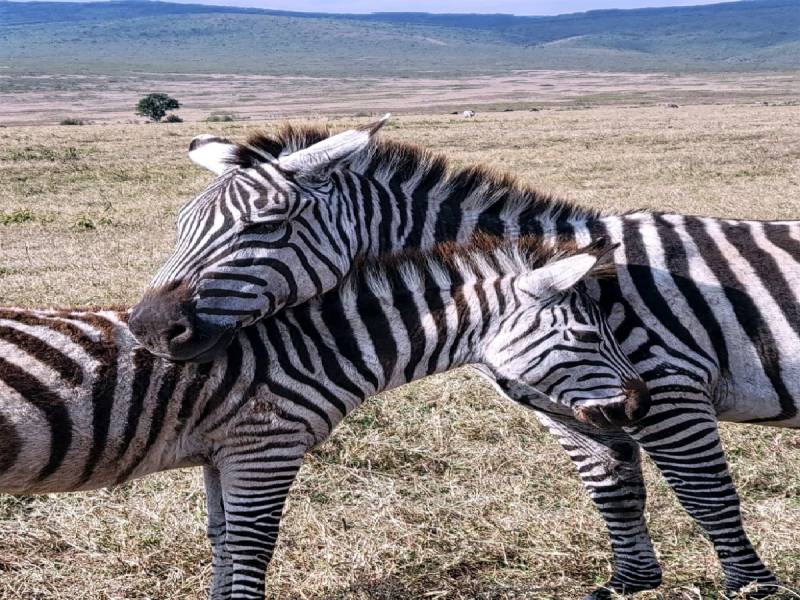 5-Day Luxury Tarangire, Ngorongoro, Serengeti, Manyara