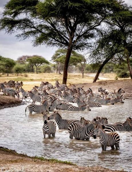 1-day A Day To Ngorongoro Crater