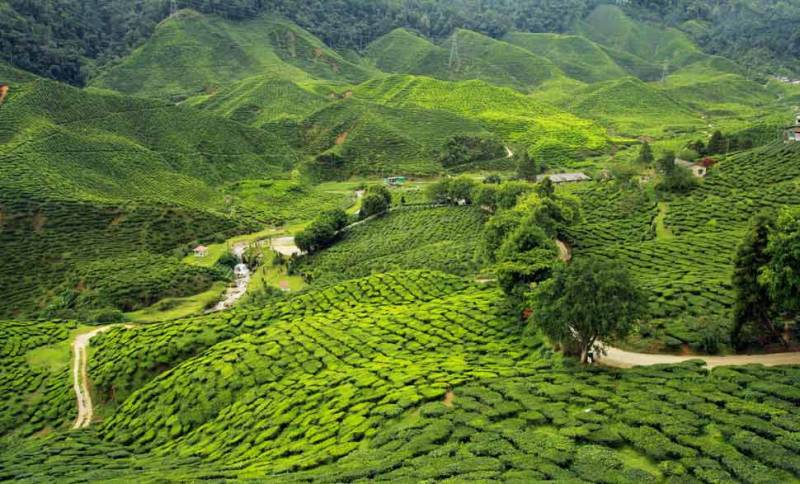 3N - 4D Assam Package Image