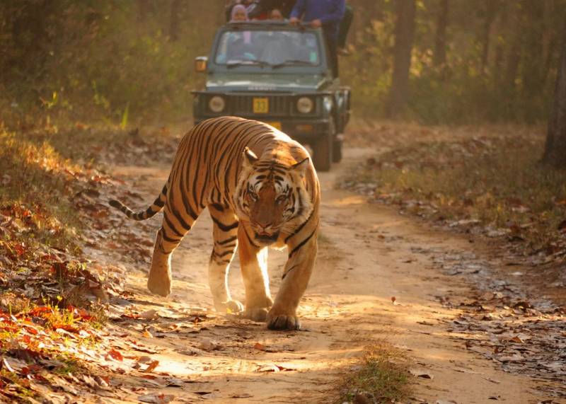 Diwali Special Jungle Safari Package